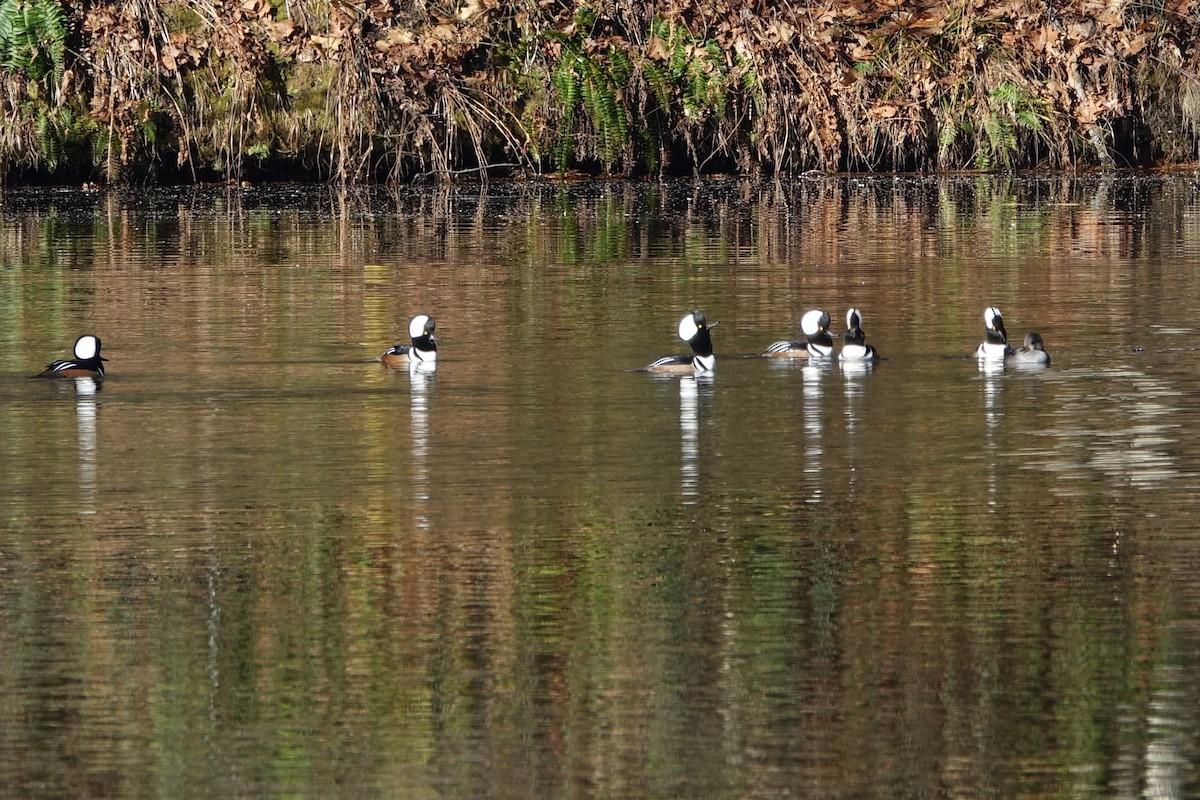 Hooded Merganser - ML504439191