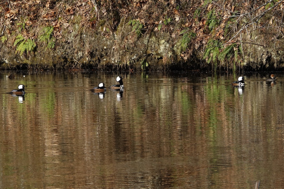 Hooded Merganser - ML504439241