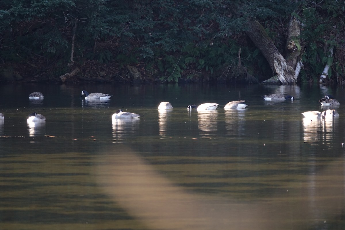 Canada Goose - ML504439341