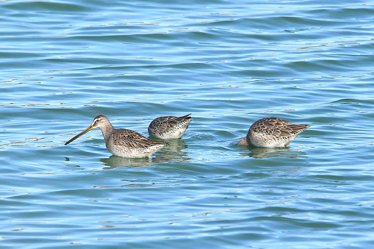 Long-billed Dowitcher - Ardell Winters