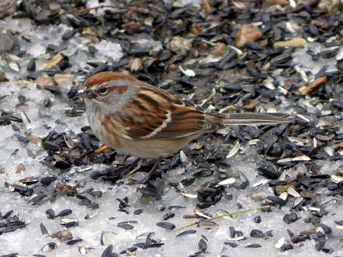 American Tree Sparrow - ML504439701