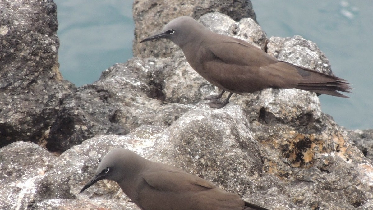 Brown Noddy - ML504440851