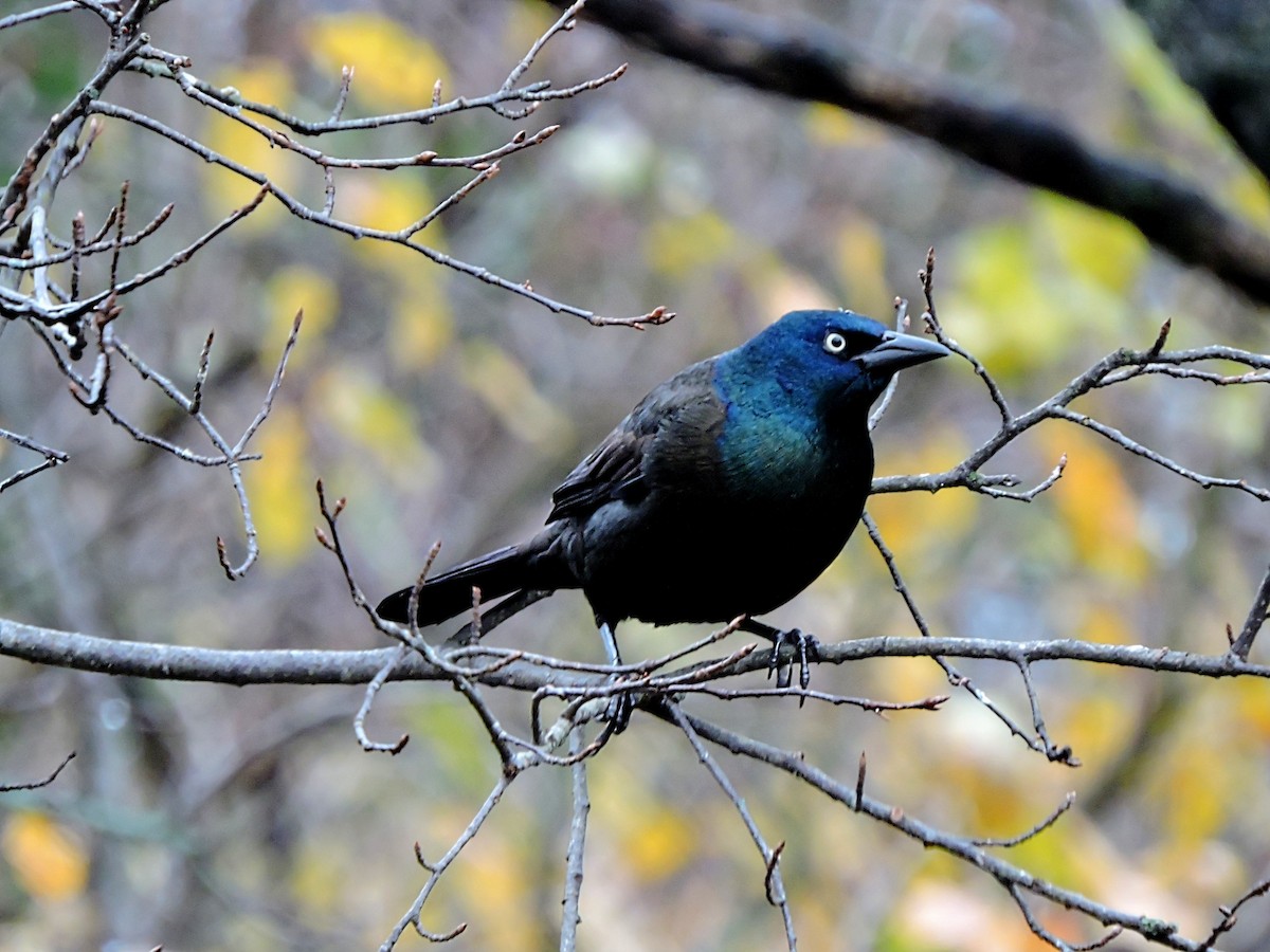 Common Grackle - ML504441351