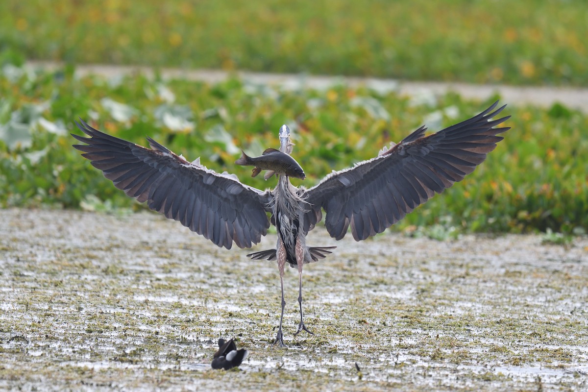 Great Blue Heron - terence zahner