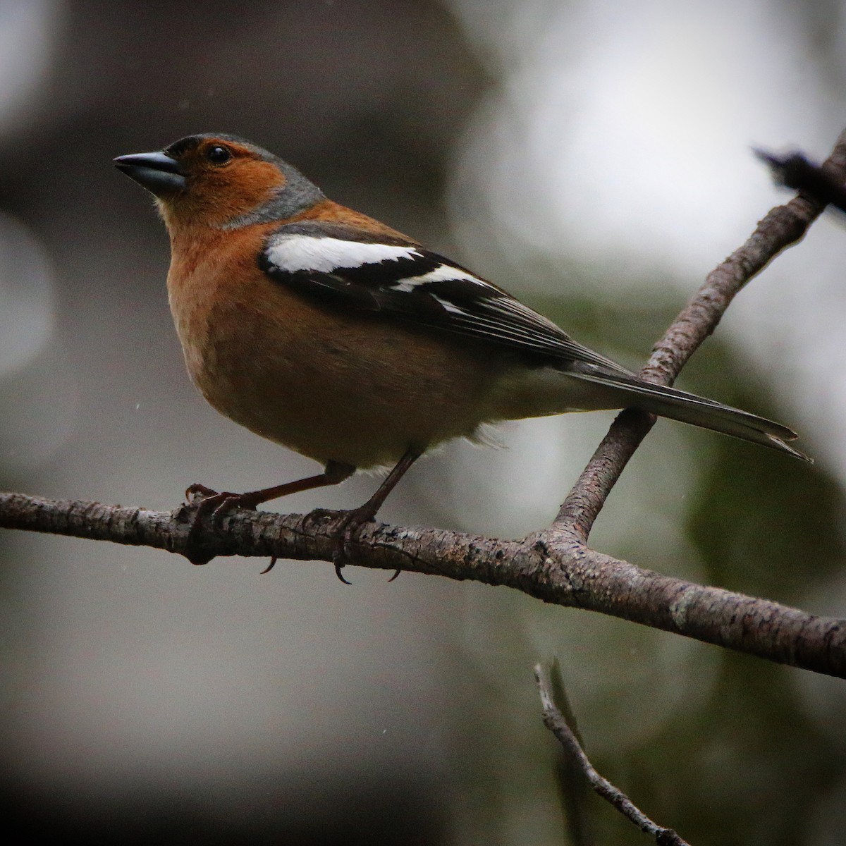 Common Chaffinch - ML504442261