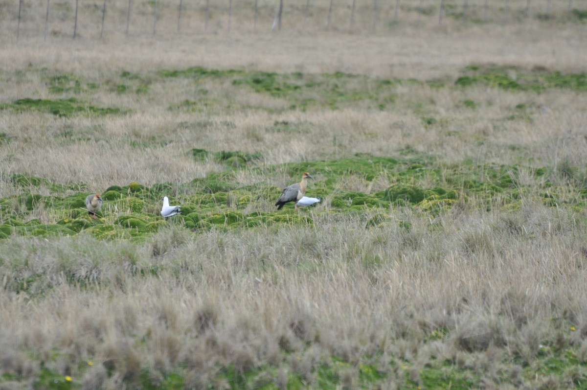 Andean Ibis - ML504443471