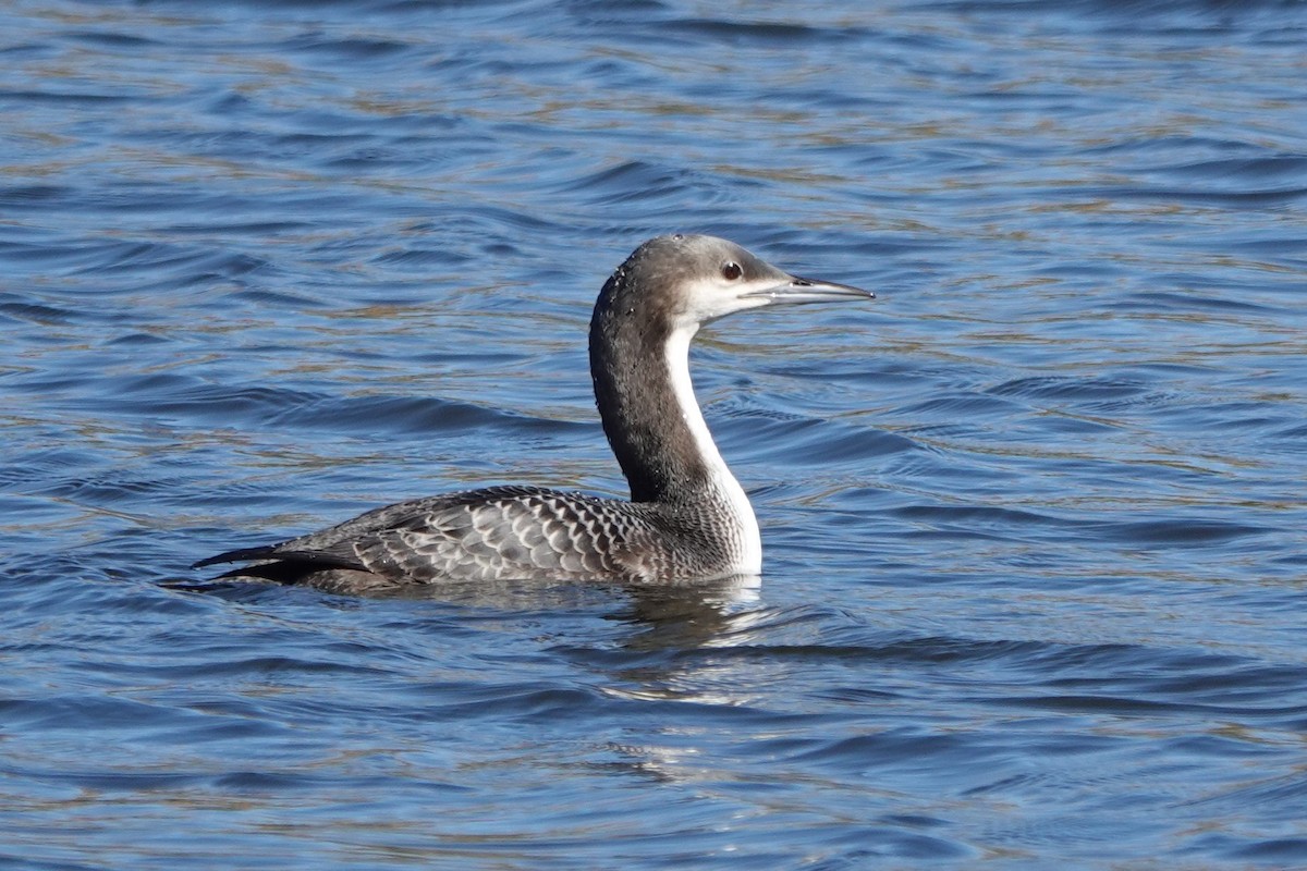 Pacific Loon - ML504444741