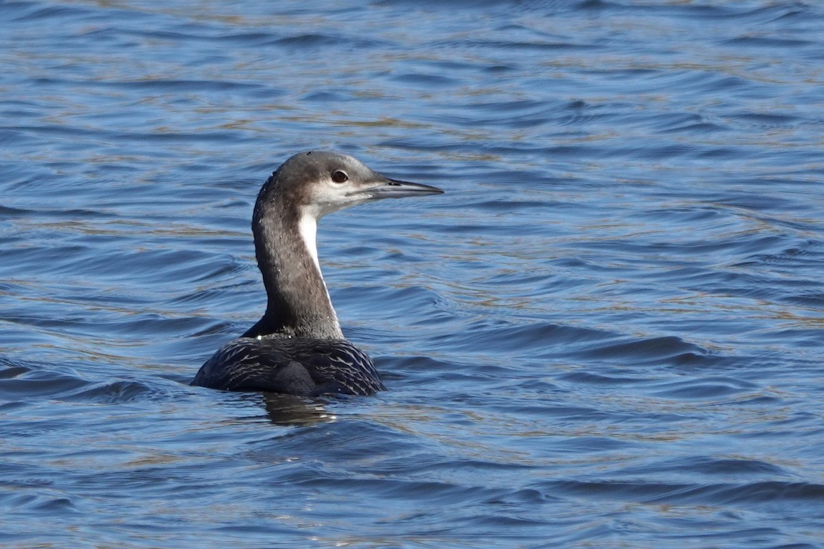 Pacific Loon - ML504444751