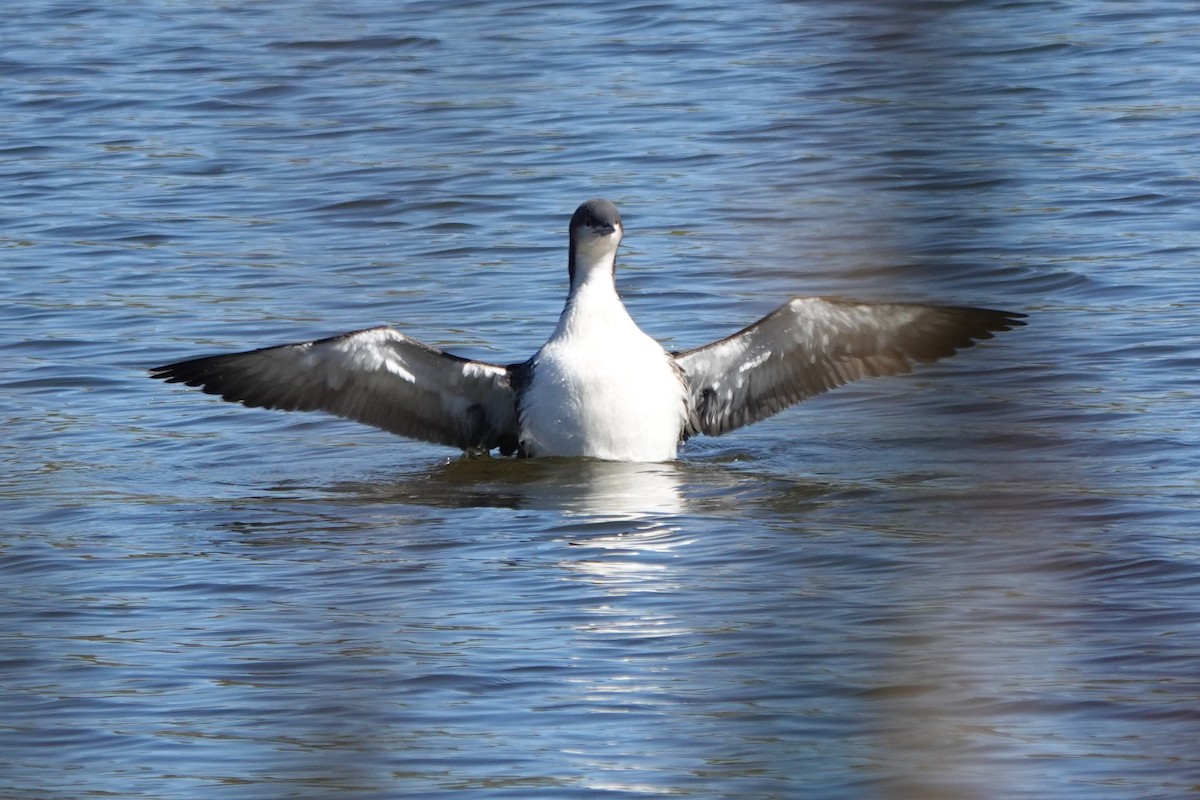 Pacific Loon - ML504444761