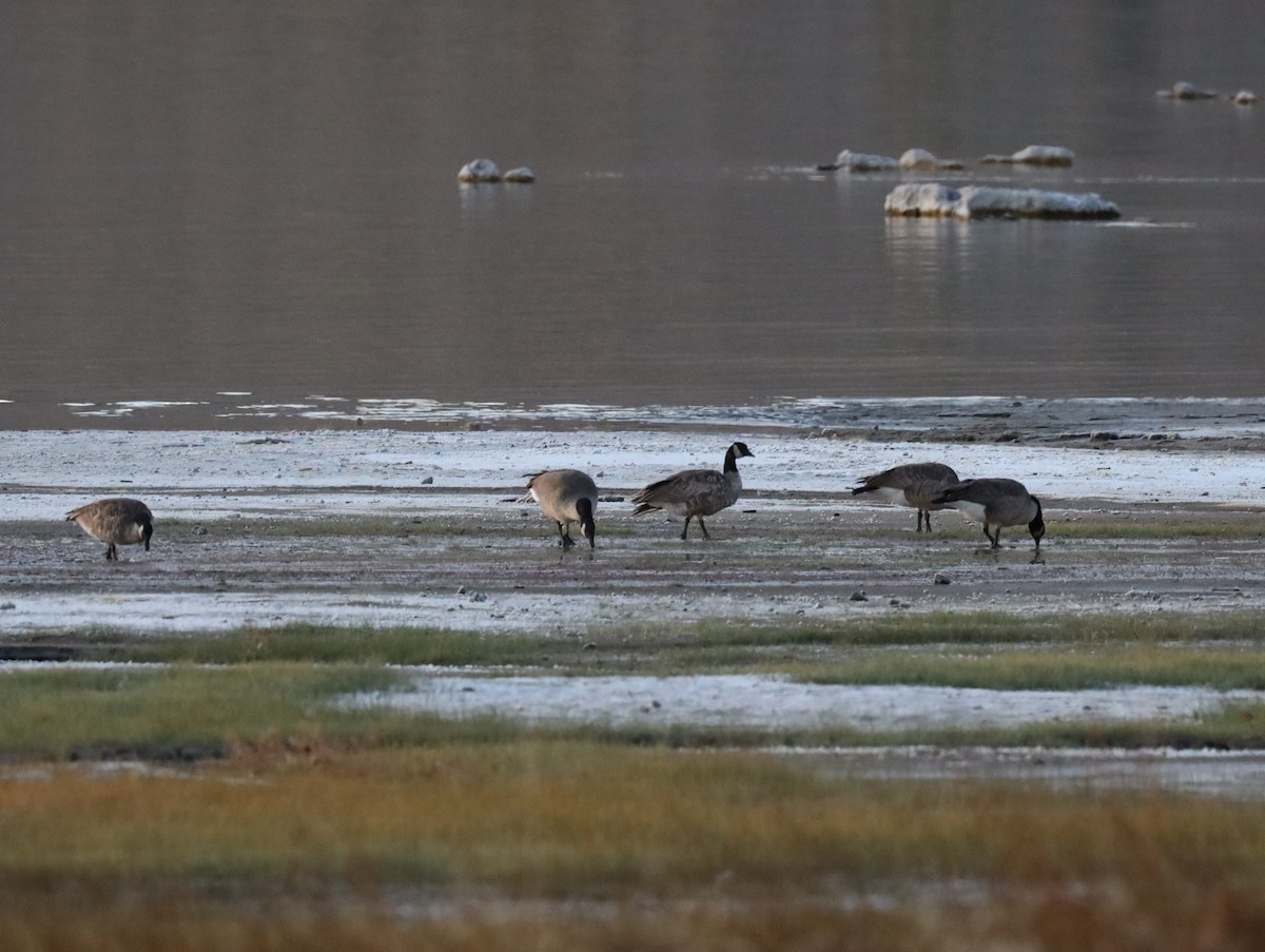 Canada Goose - ML504446701