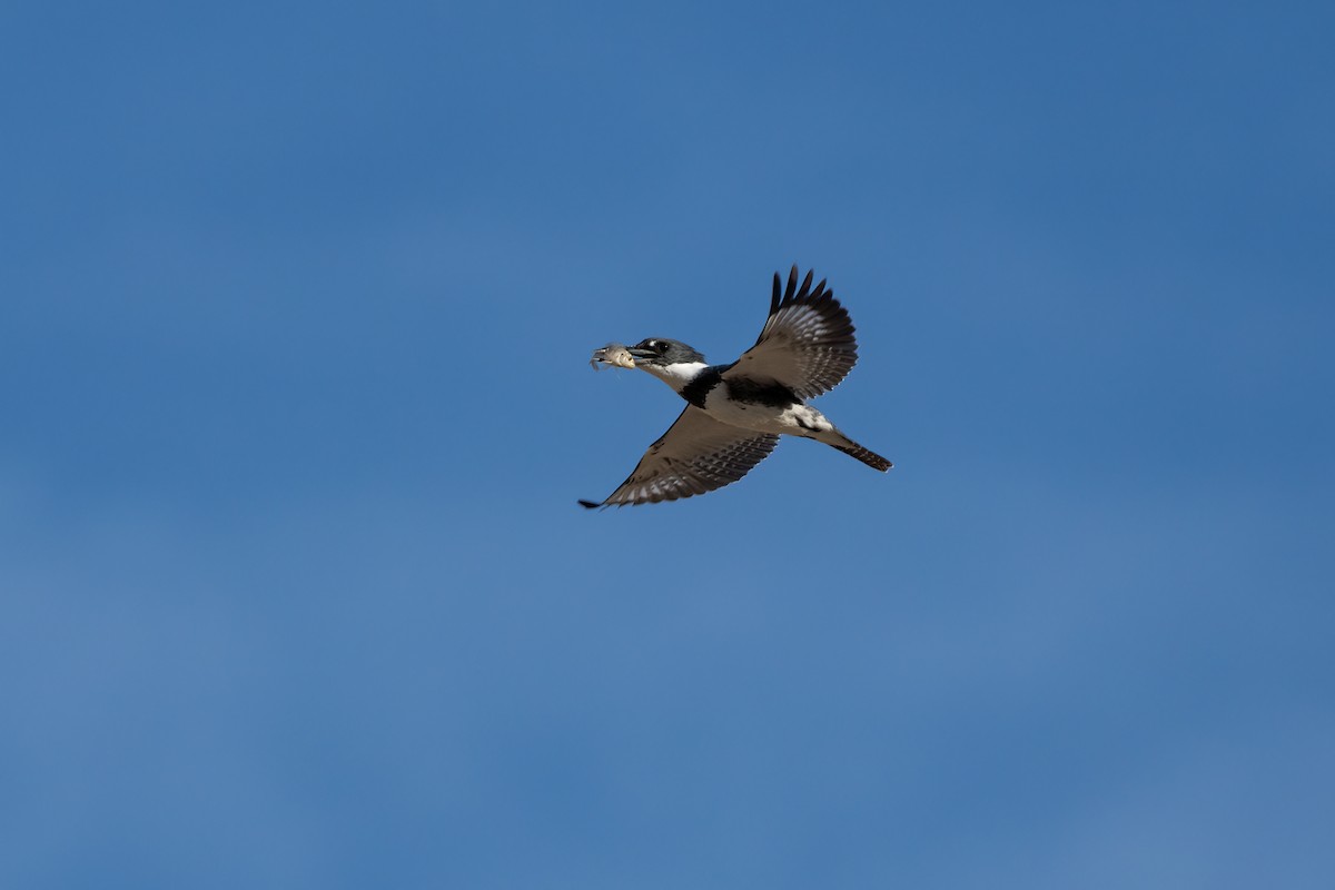 Belted Kingfisher - Andrea C