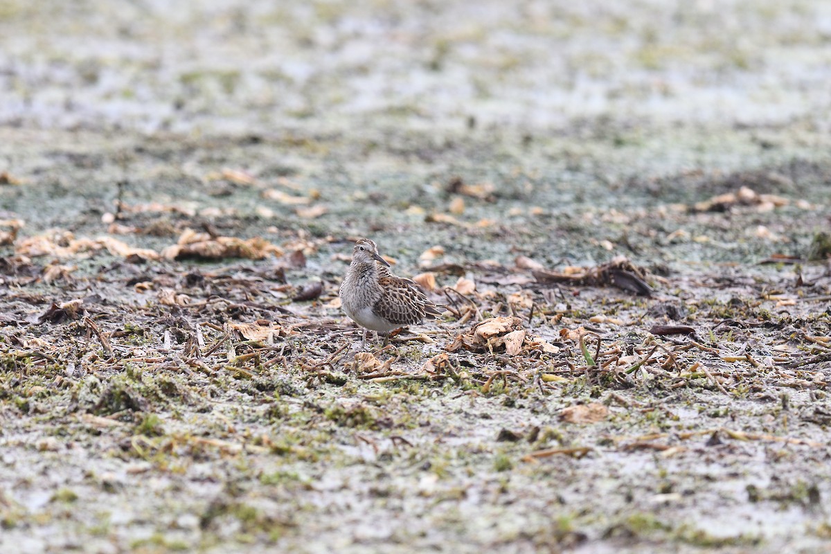 Pectoral Sandpiper - terence zahner