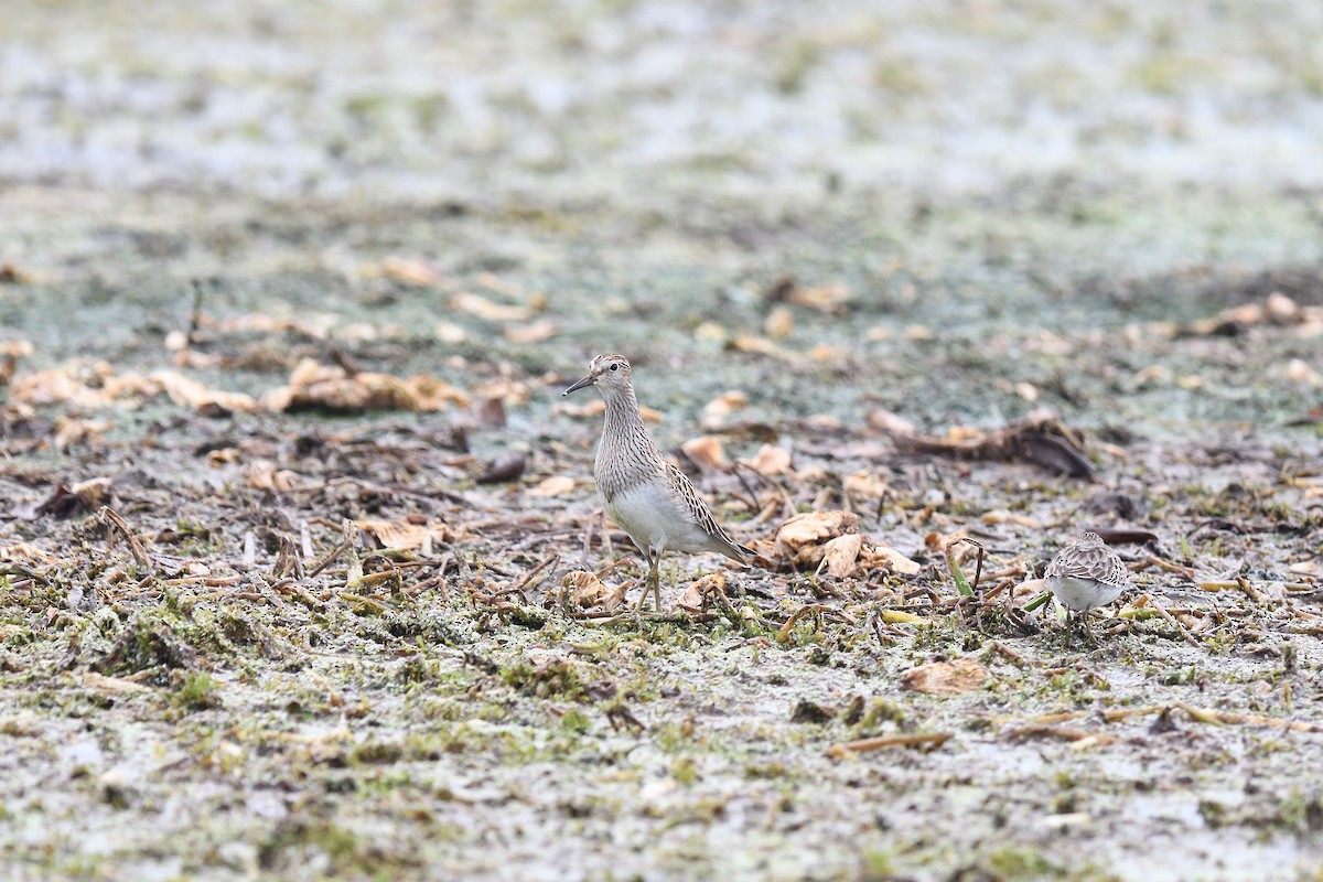 Pectoral Sandpiper - terence zahner