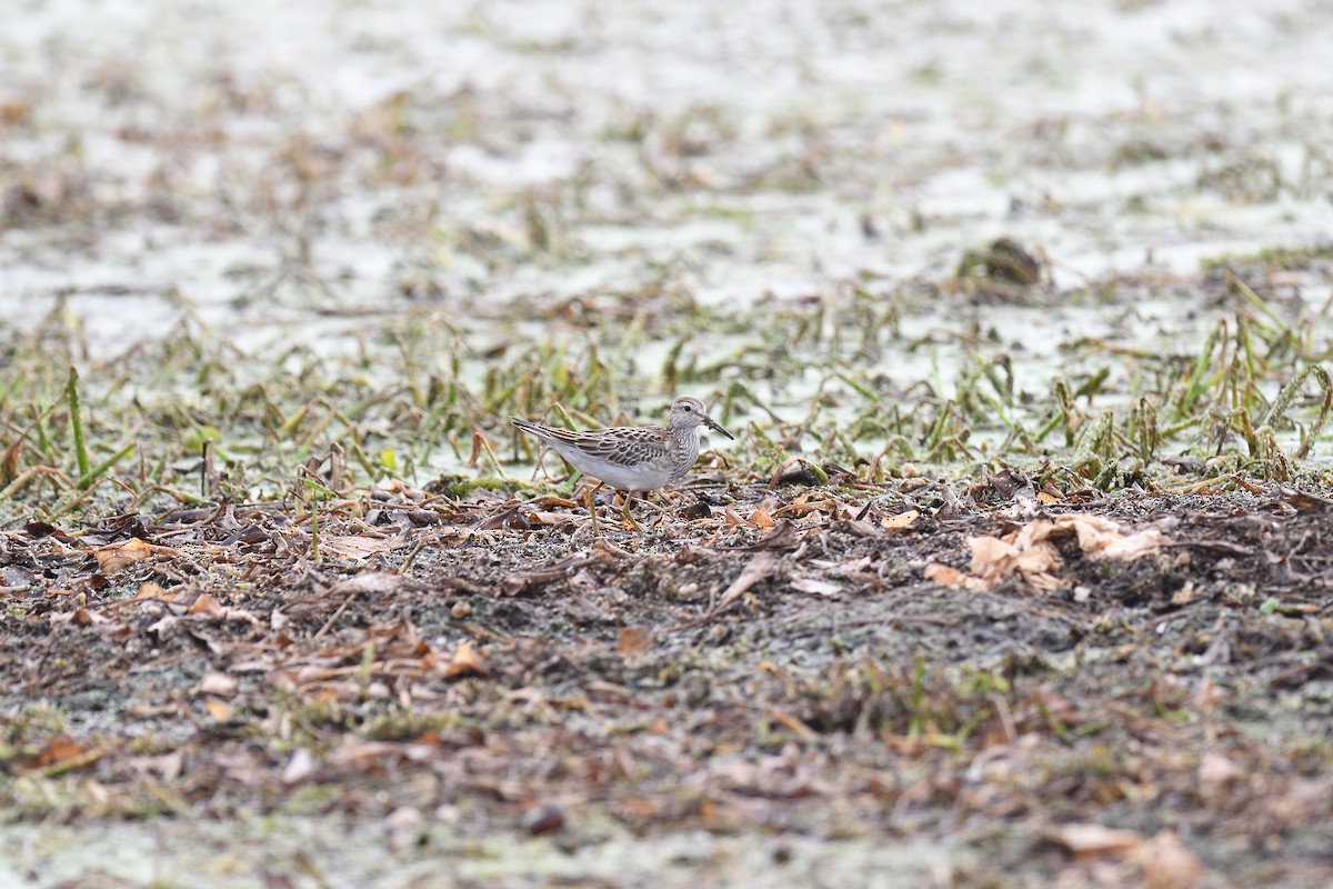 Pectoral Sandpiper - terence zahner