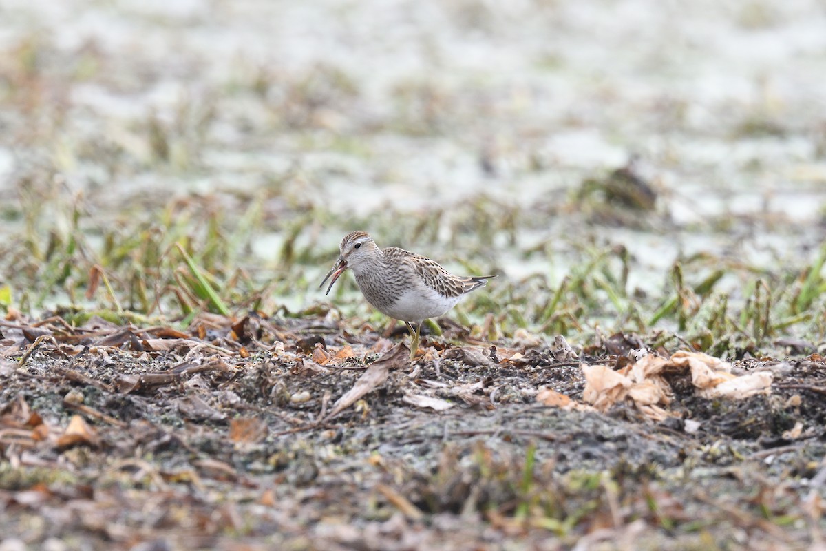 Graubrust-Strandläufer - ML504447231