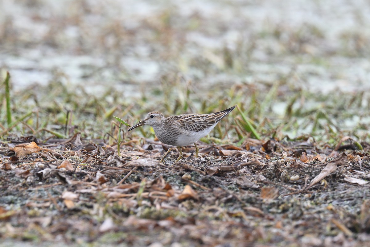 Pectoral Sandpiper - terence zahner