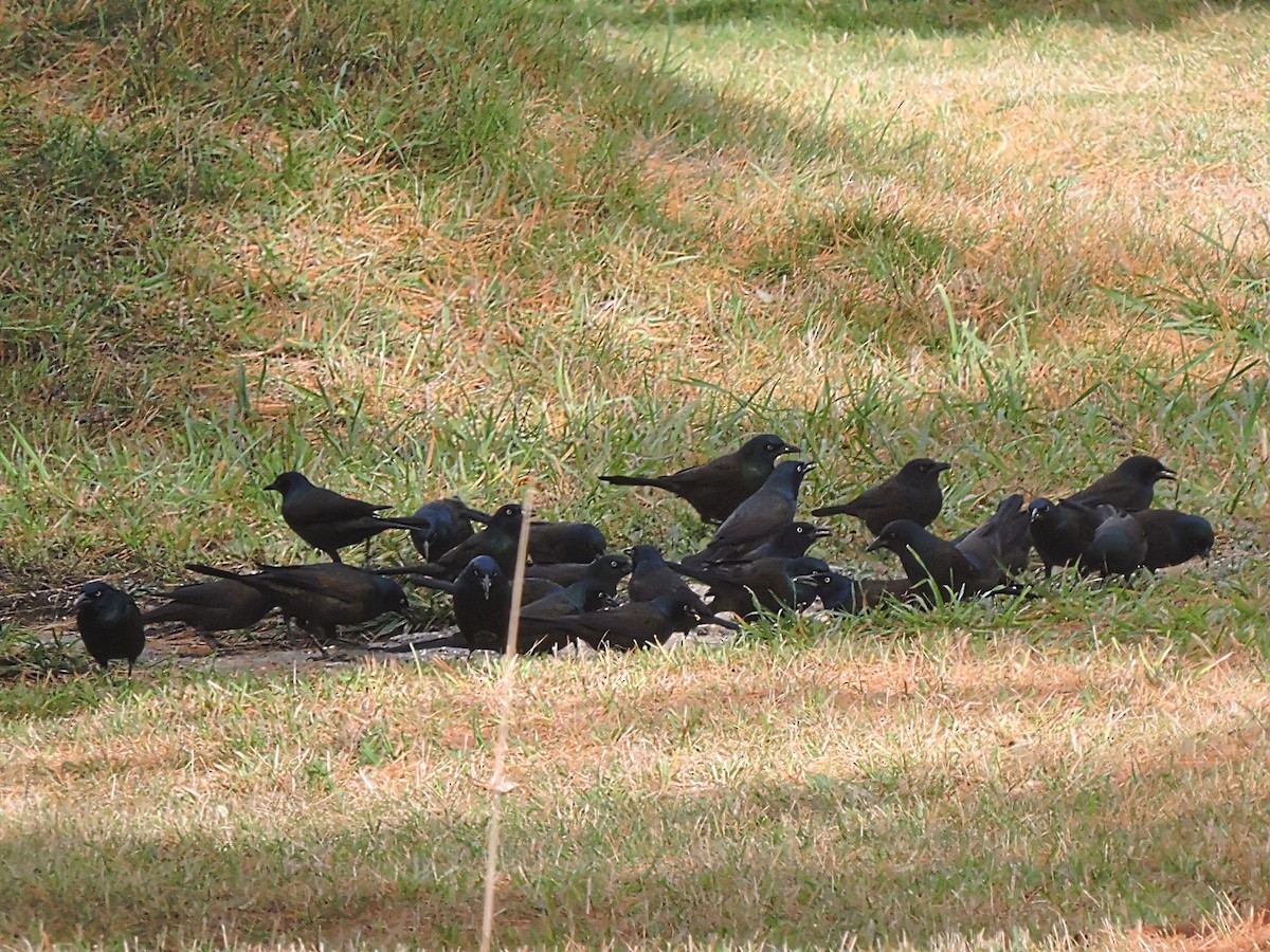 Common Grackle - ML504448161