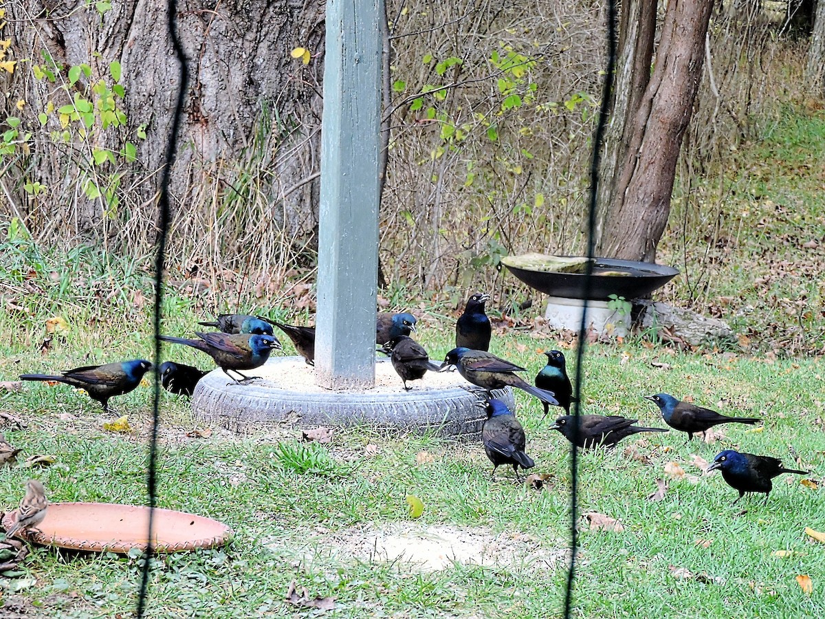 Common Grackle - ML504448171