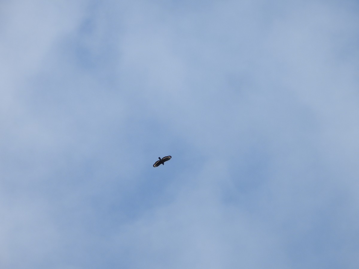 Crested Serpent-Eagle (Crested) - ML504450371