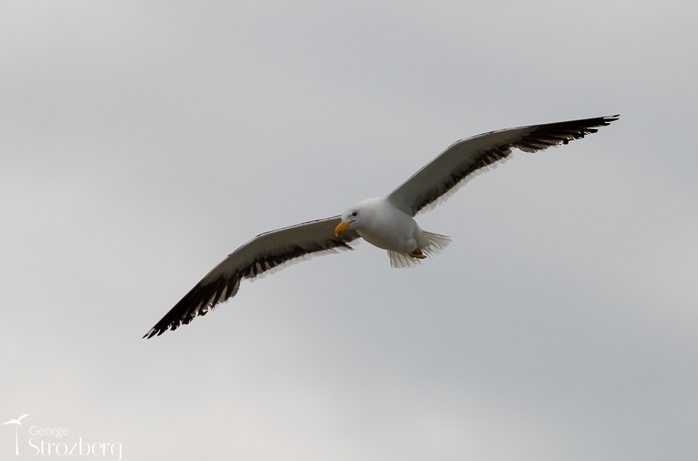 Kelp Gull - ML504450391