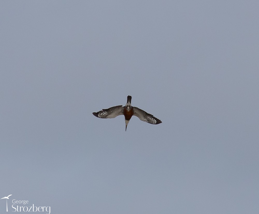 Ringed Kingfisher - ML504450781