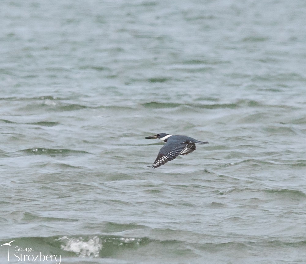 Ringed Kingfisher - ML504450791