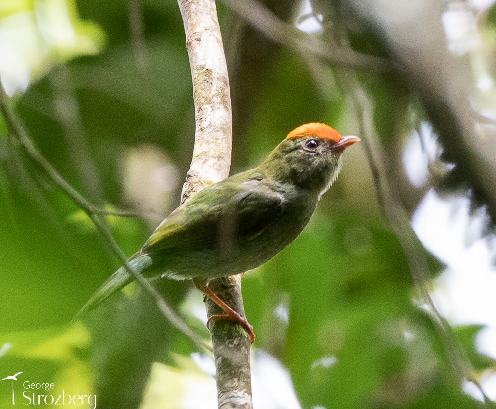 Swallow-tailed Manakin - ML504450891