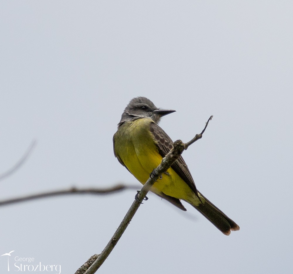 Tropical Kingbird - ML504450971