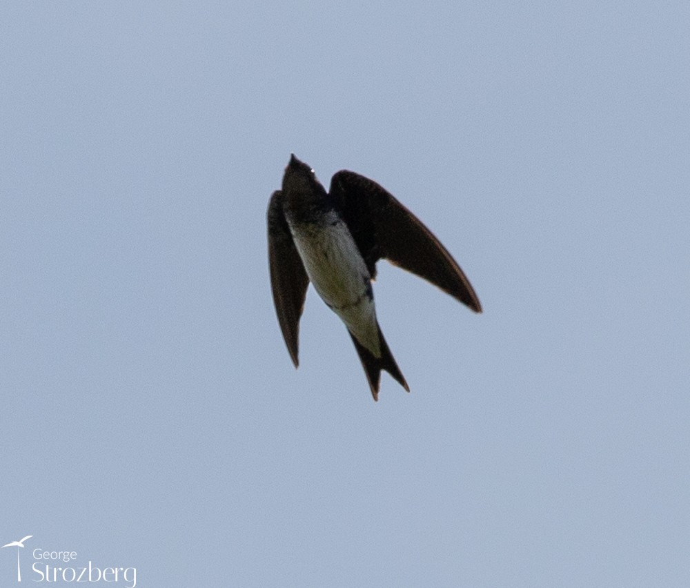 Gray-breasted Martin - ML504450991