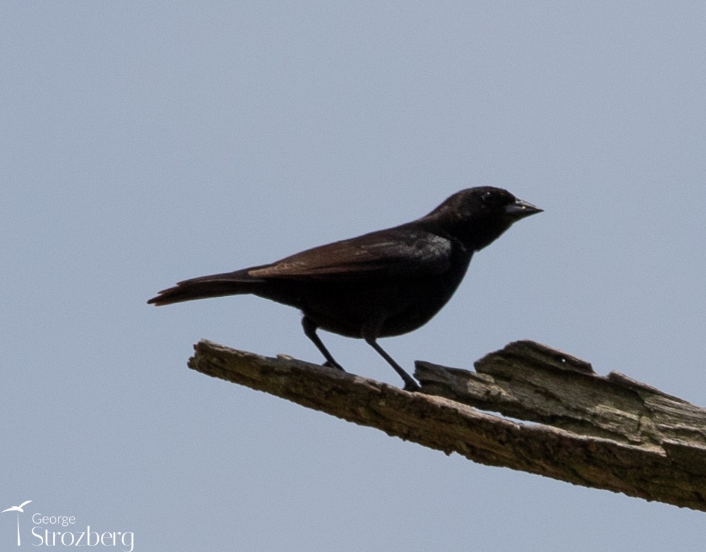 Shiny Cowbird - ML504451071