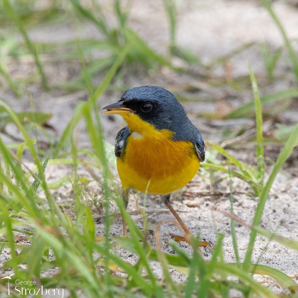 Tropical Parula - ML504451161