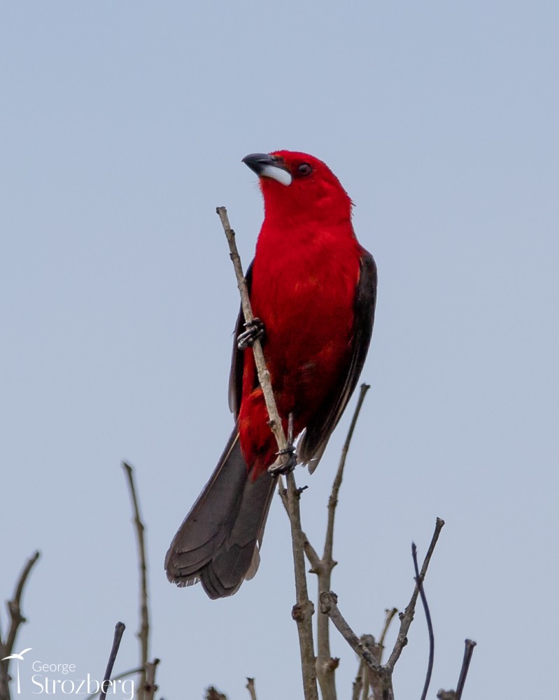 Brazilian Tanager - ML504451231