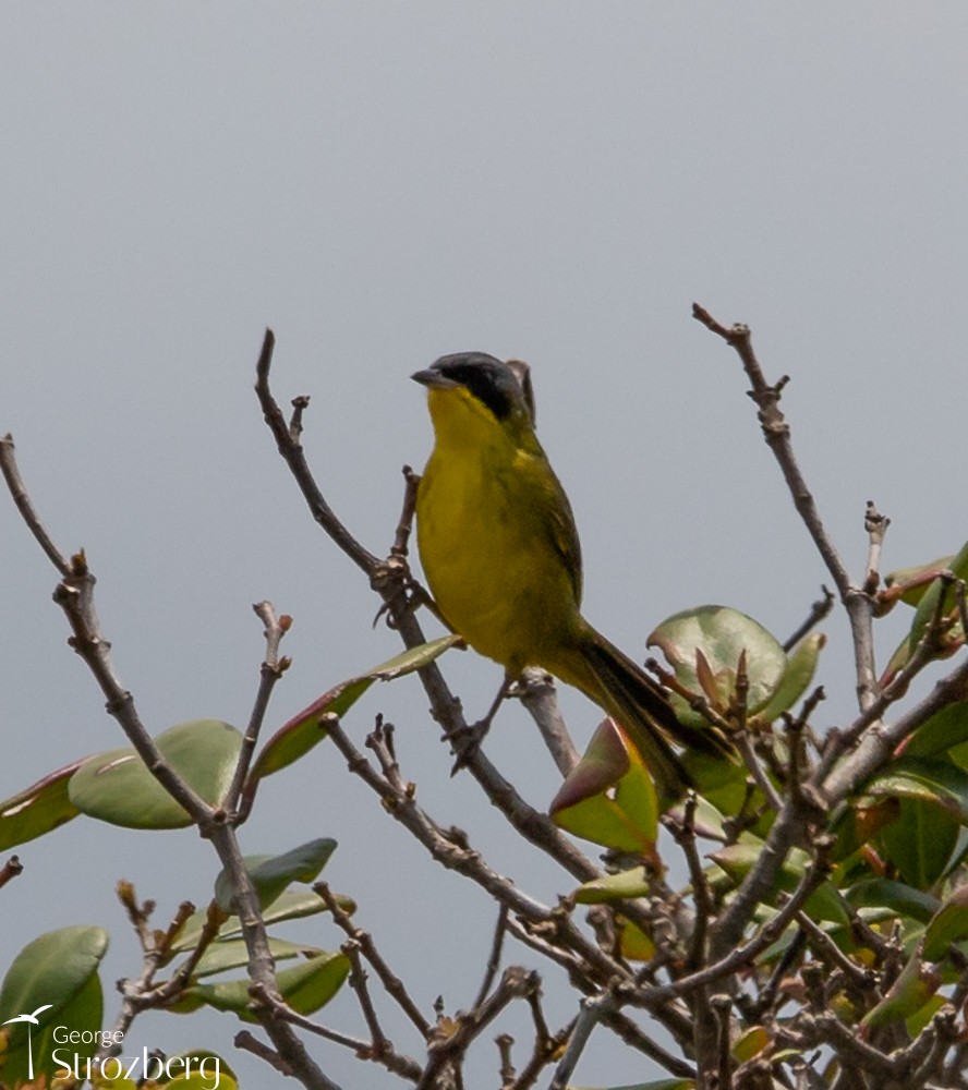 Southern Yellowthroat - ML504451571