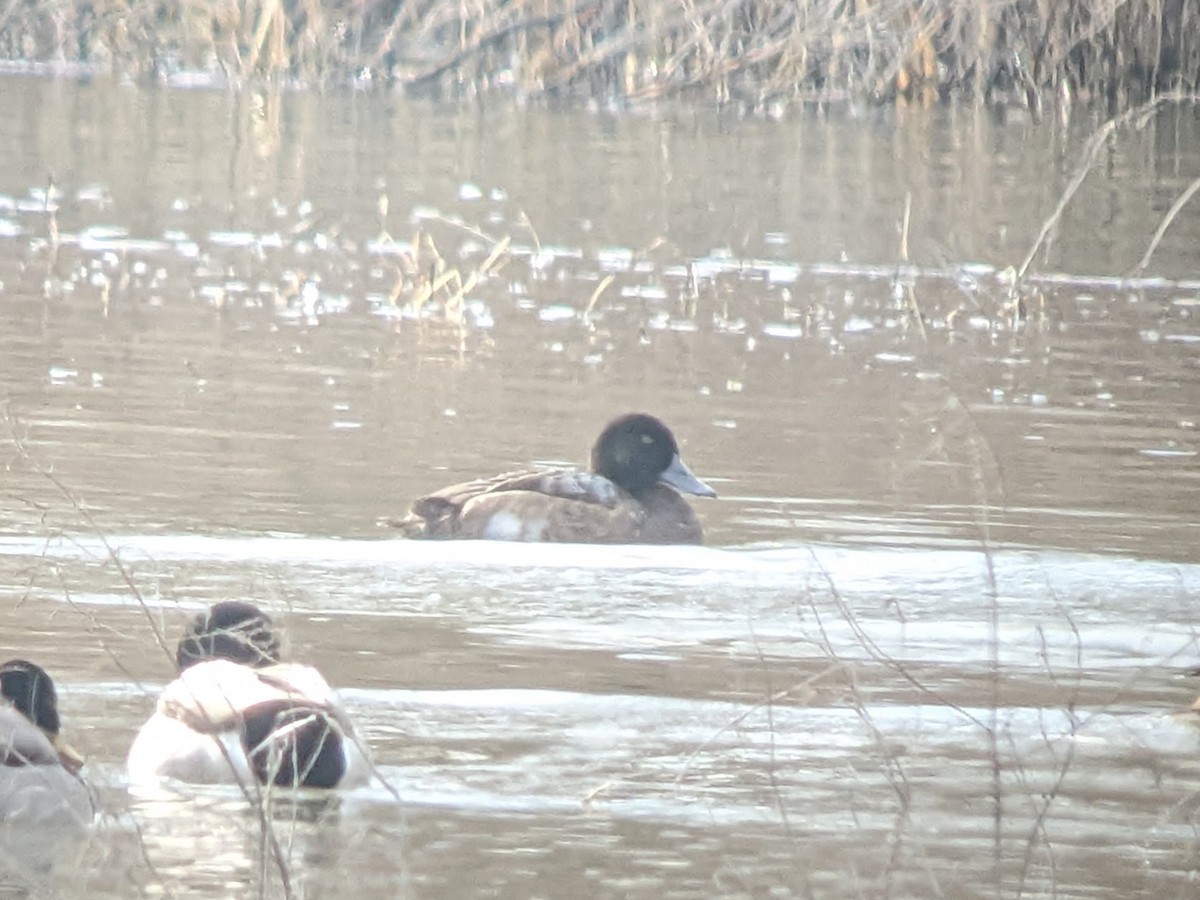 Greater Scaup - ML504453321