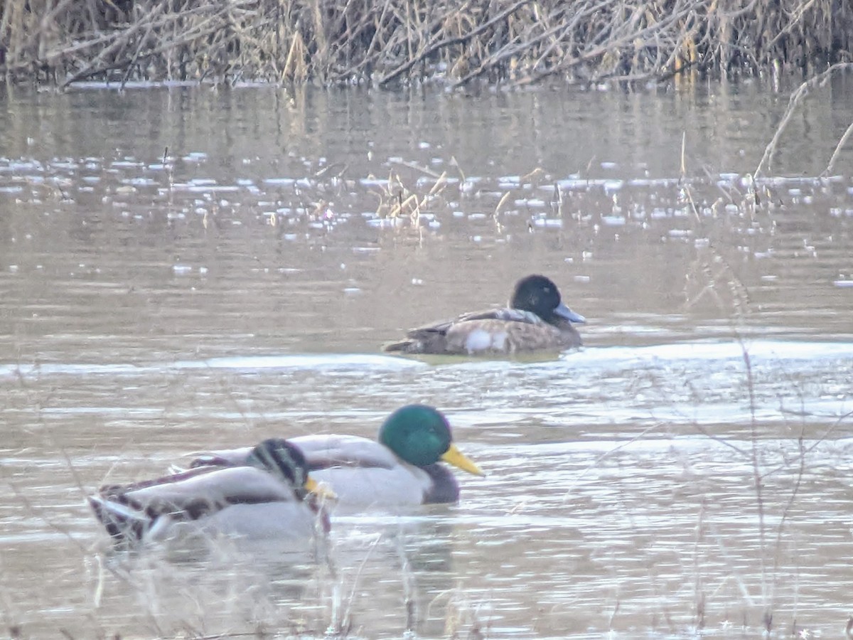 Greater Scaup - ML504453381
