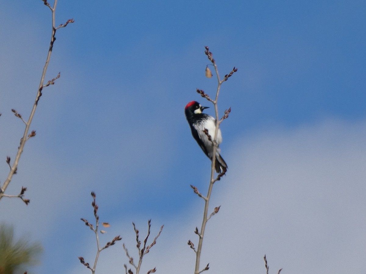 Acorn Woodpecker - ML504453541