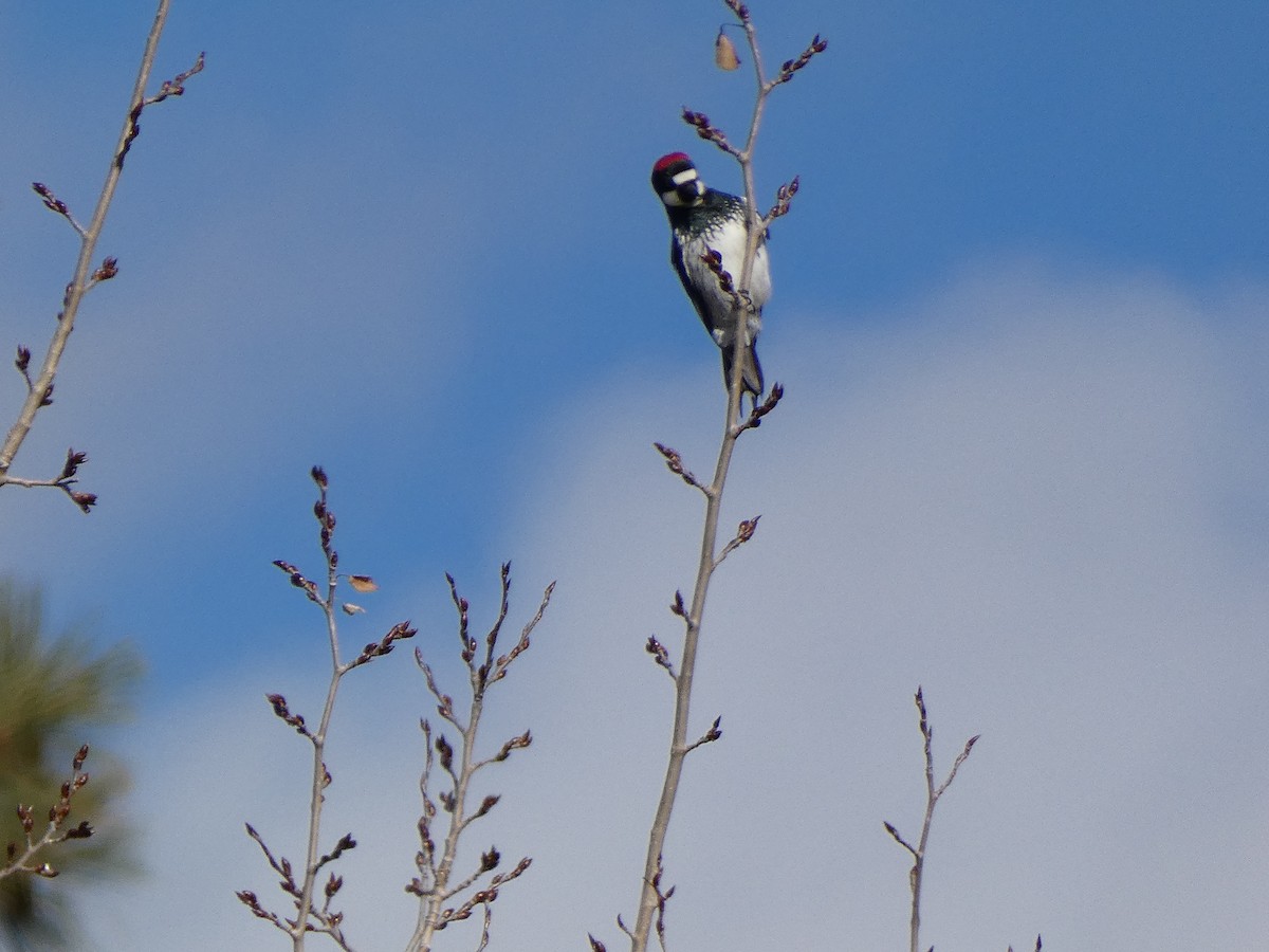 Acorn Woodpecker - ML504453551