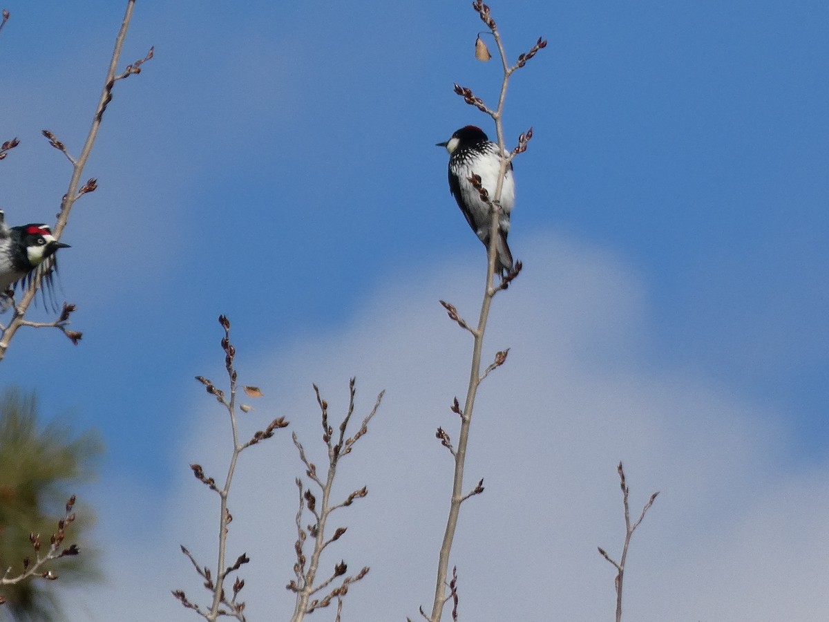 Acorn Woodpecker - ML504453561