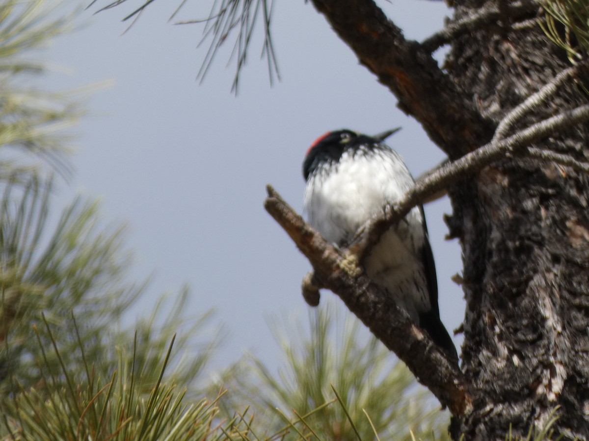 Acorn Woodpecker - Lynn Wysocki-Smith