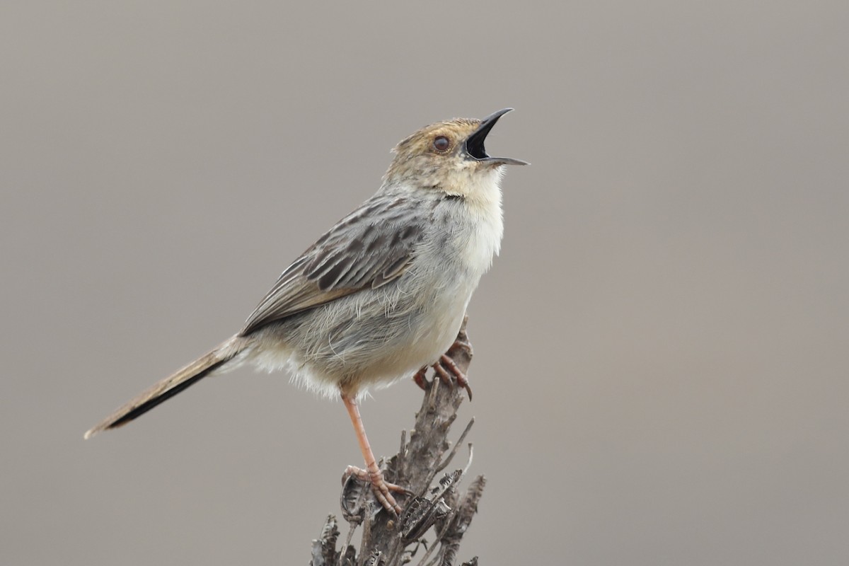 Lynes's Cisticola - Gil Ewing