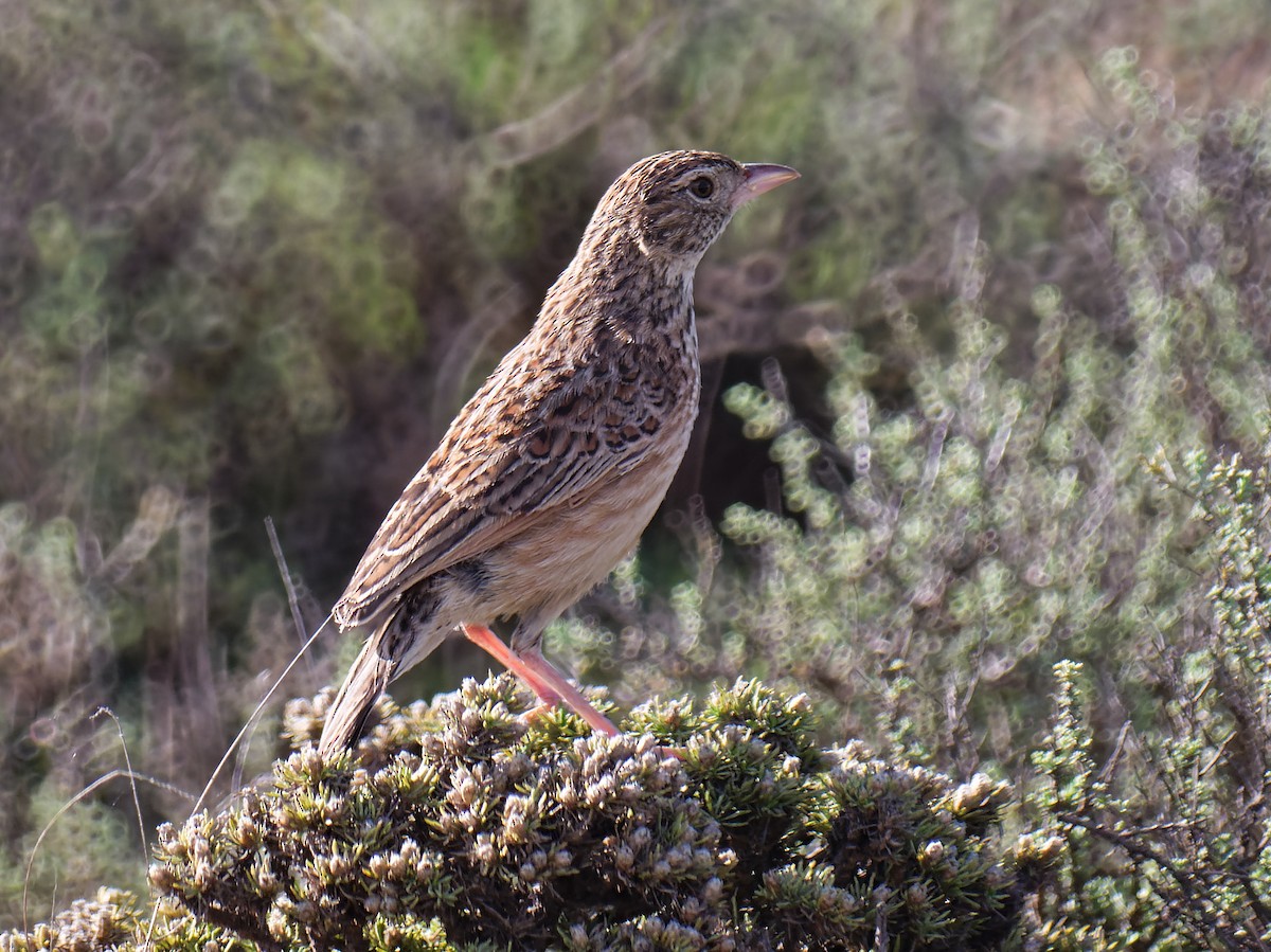 Eastern Clapper Lark - ML504459191