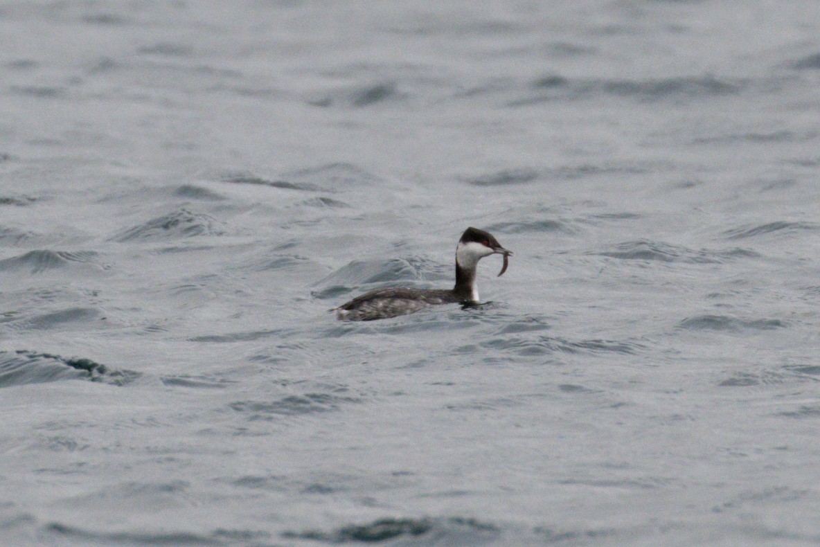 Horned Grebe - ML504459411