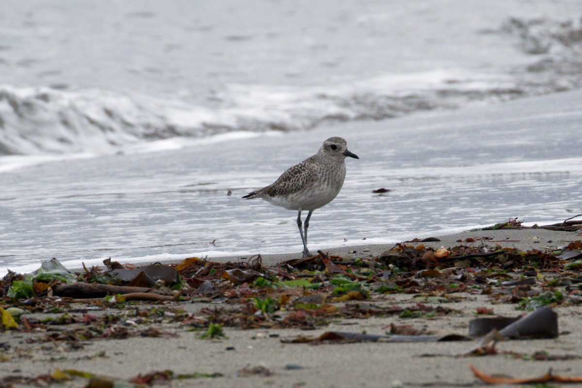 Black-bellied Plover - ML504459471