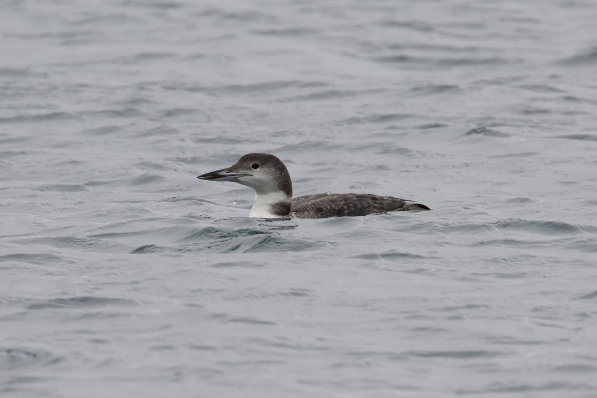Common Loon - ML504459601