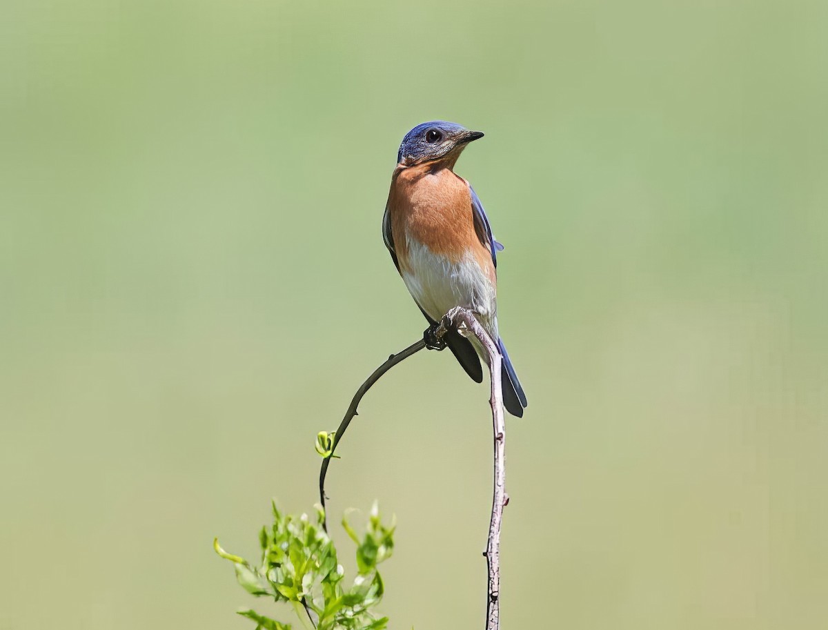 Eastern Bluebird - ML504460181