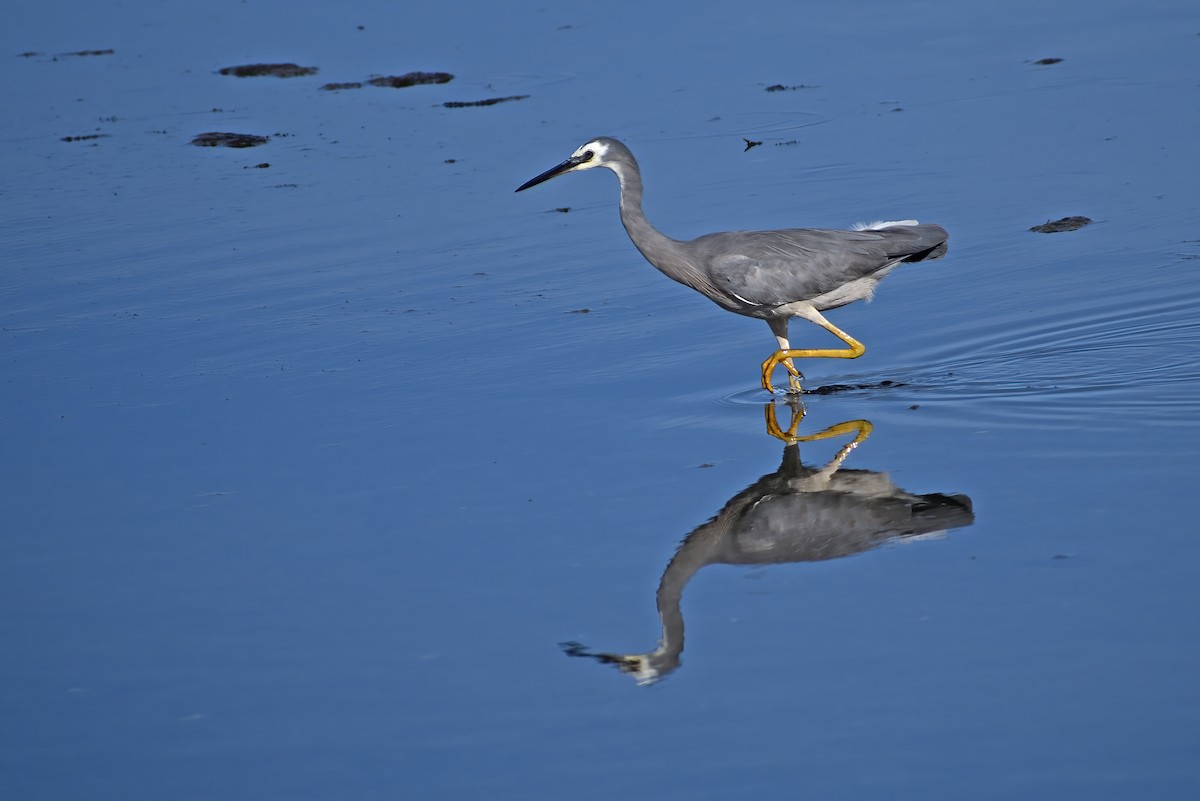 White-faced Heron - ML504461231