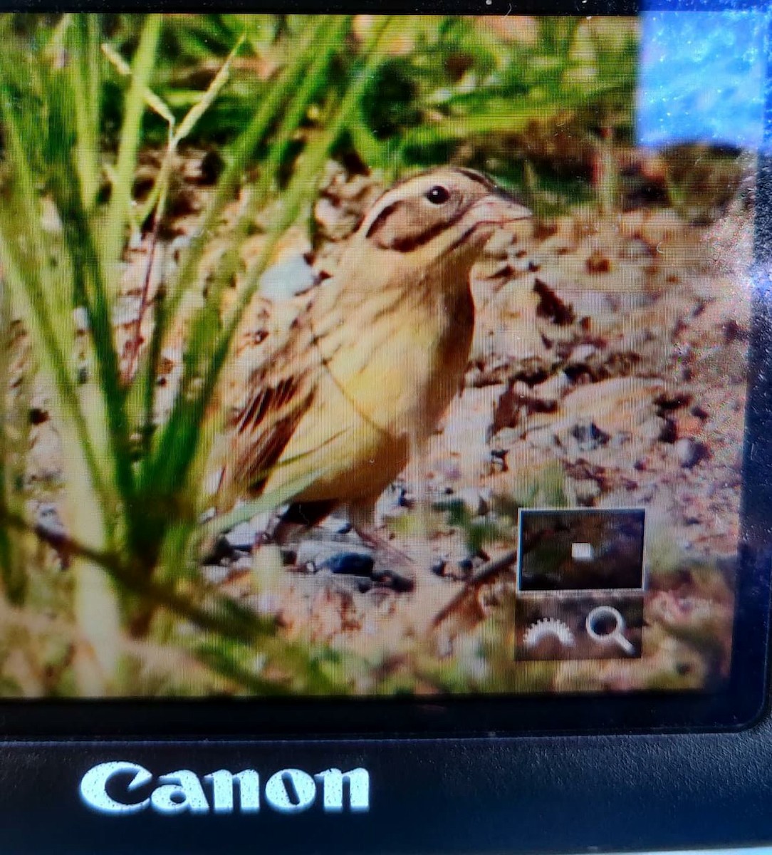 Yellow-breasted Bunting - ML504463161