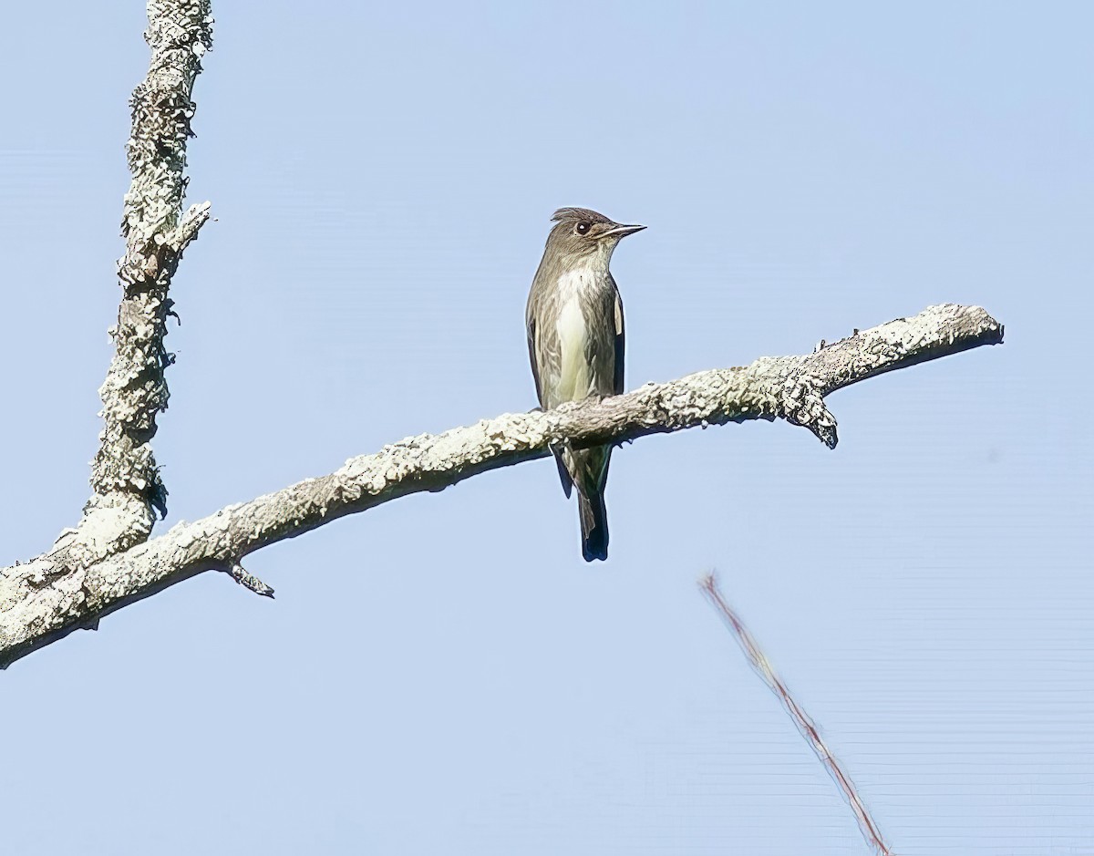 Olive-sided Flycatcher - ML504464461