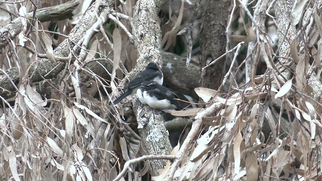 Willie-wagtail - ML504464651