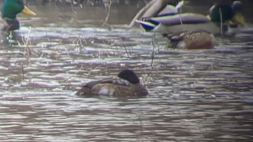 Greater Scaup - ML504464821